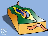 Qual é a minhoca mais encontrada nos solos brasileiros? -- A puladeira, o minhocuçu ou a rosa-mansa?
